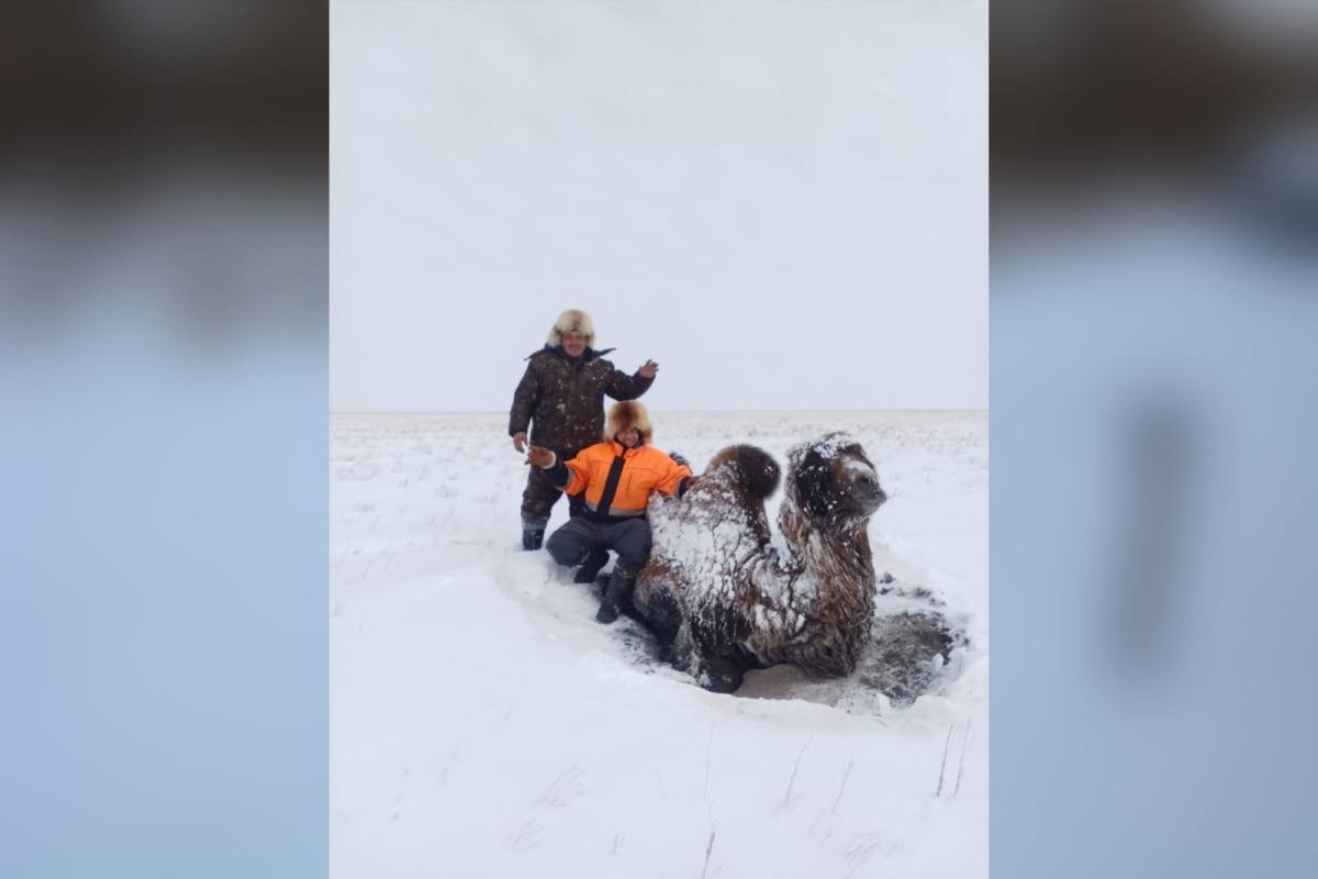 СҚО-да полицейлер мен табыншылар батпаққа батып қалған түйені шығарып алды