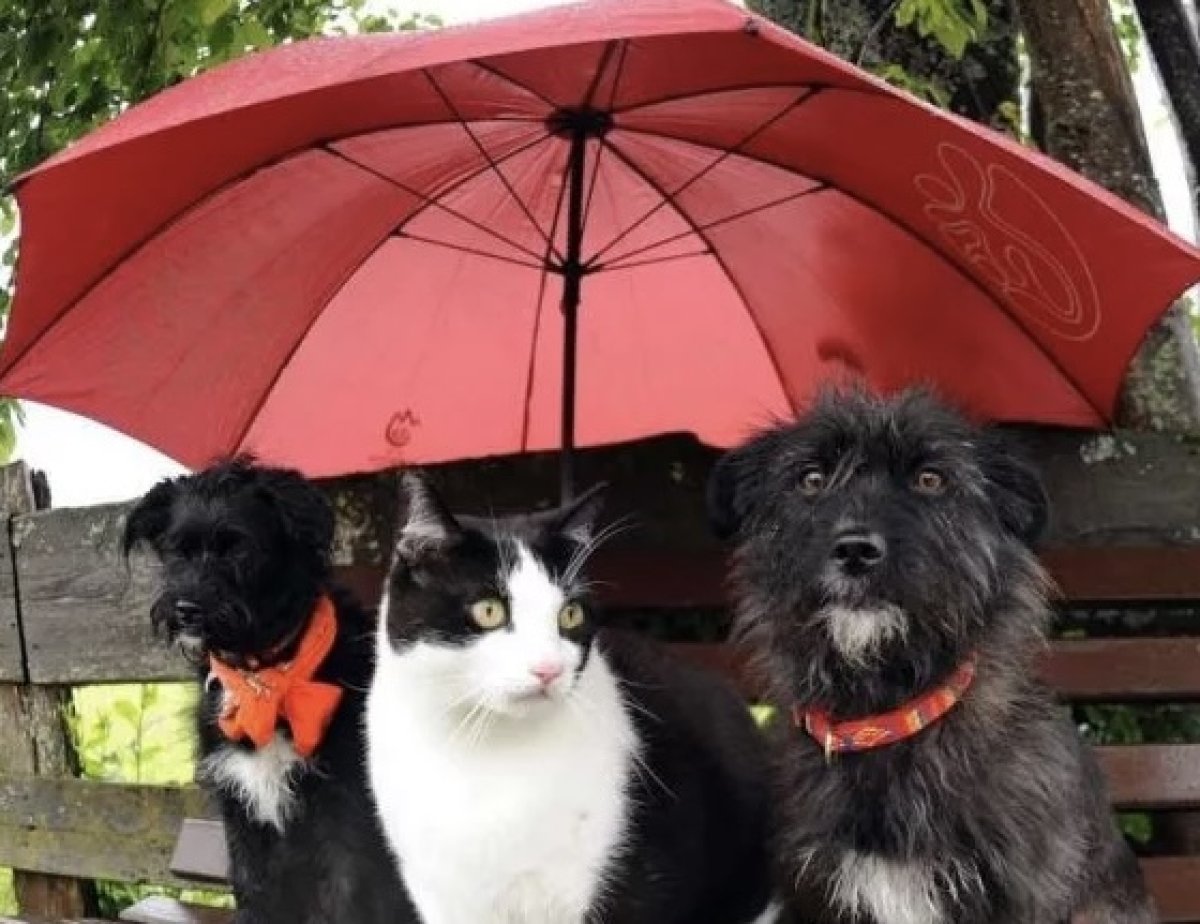 В Астане снег, в Алматы дождь, в Шымкенте +20: погода в мегаполисах в воскресенье, 16 марта