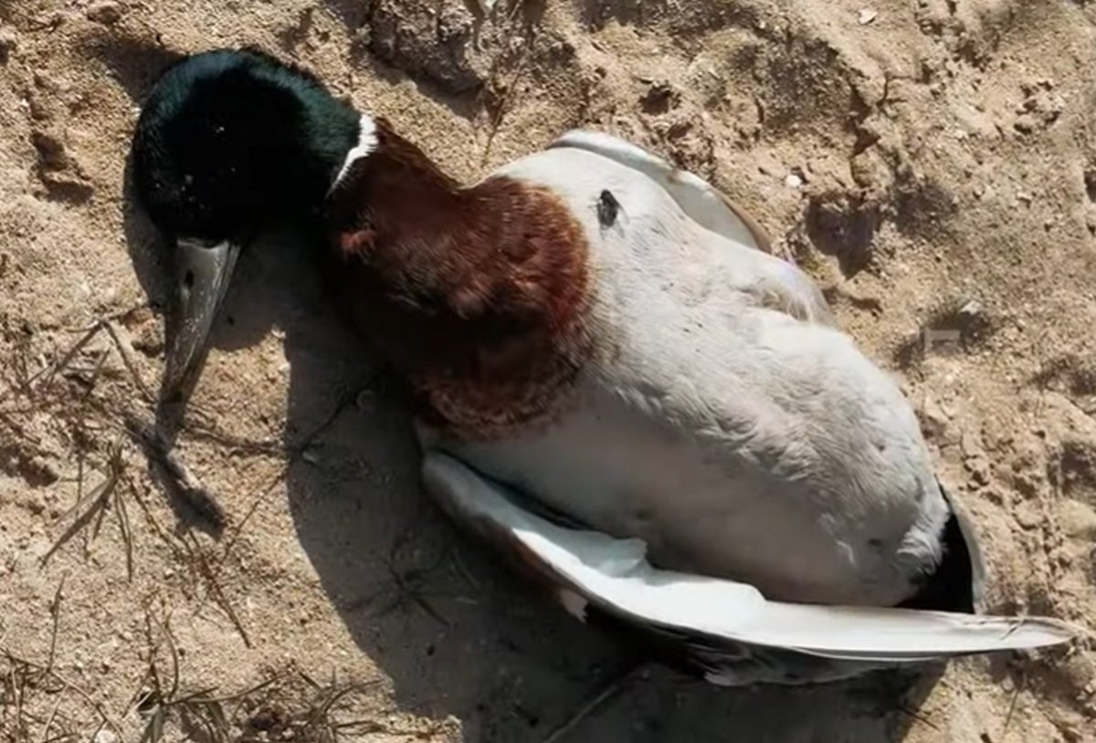 Мертвые птицы на пляже в Мангистау: на проблему отреагировали экологи