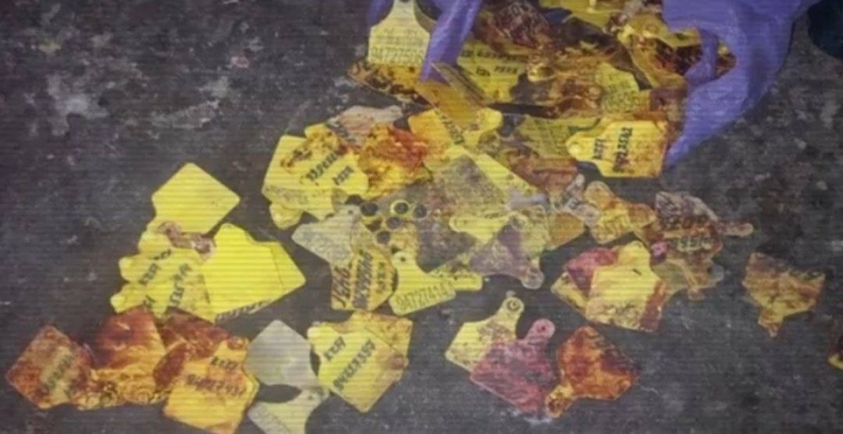 ІІМ ет өңдеумен айналысқан заңсыз цехтарды анықтап жатыр