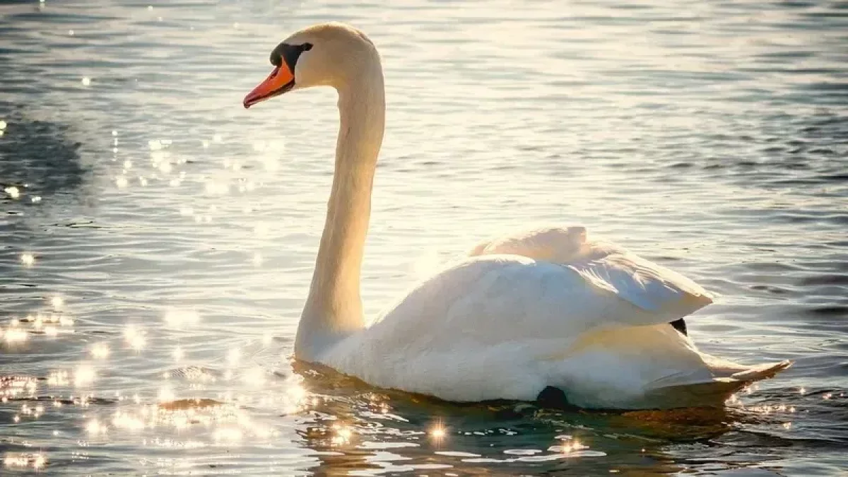 Каспий теңізінің жағалауынан өлі аққулар мен қазылар табылды