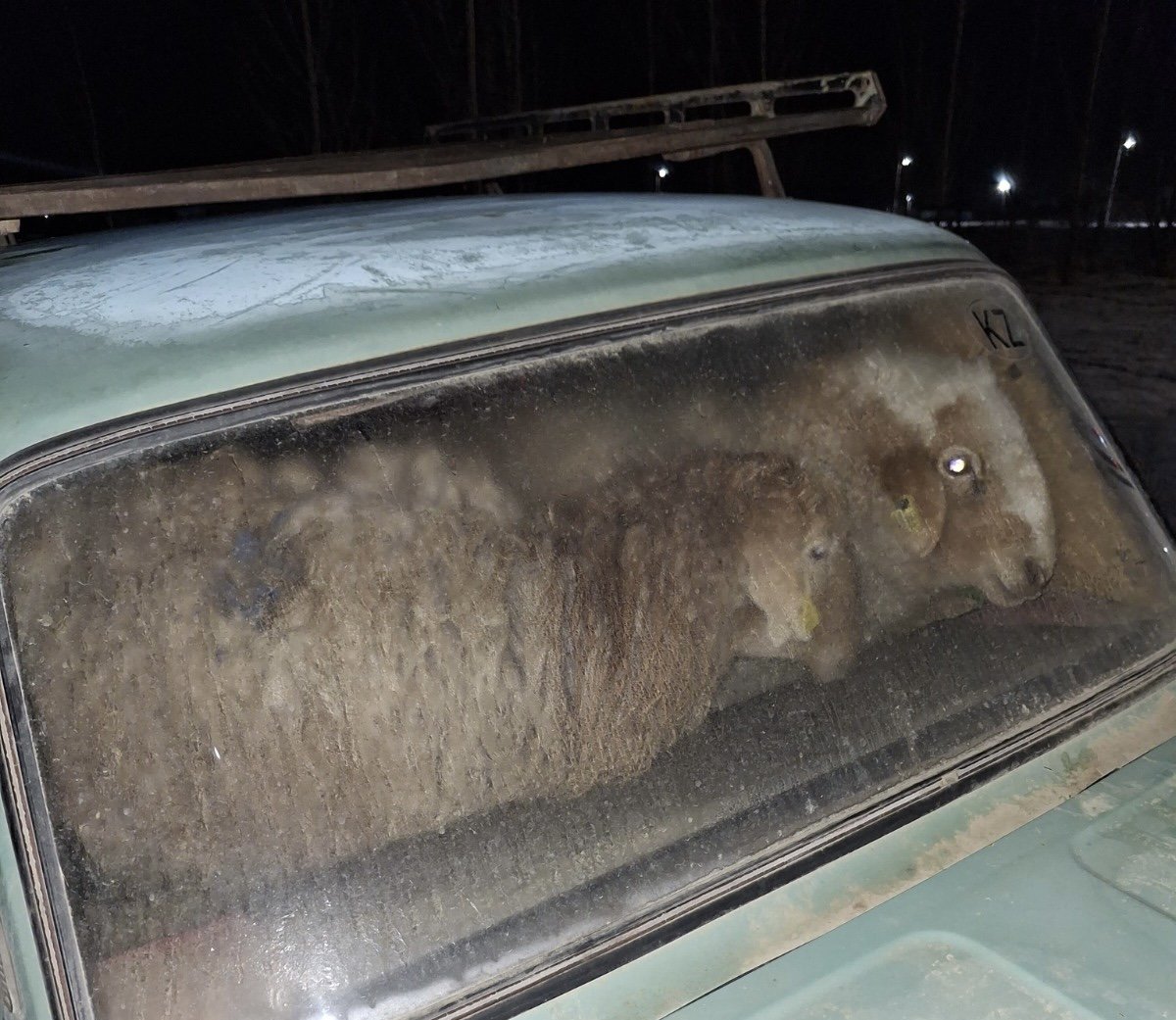 Жителя ВКО поймали с полным авто ворованных овец