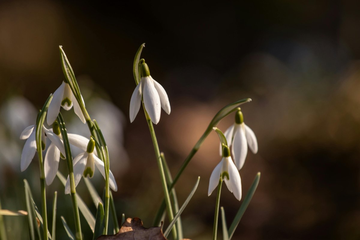 19 марта казахстанцы отмечают Жаңару күні