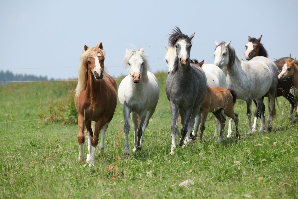 Жамбылда жылқы ұрлағандар сотталды