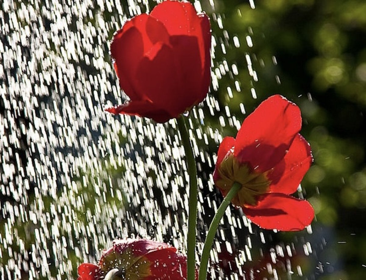 Ливни на западе и юге, метели на севере: погода на праздничные дни в Казахстане