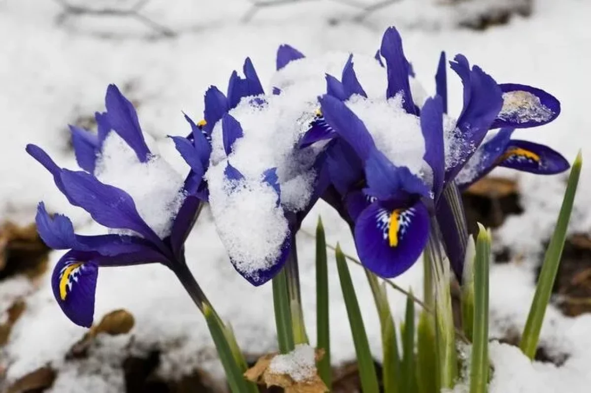 Морозы возвращаются в Казахстан, - Казгидромет