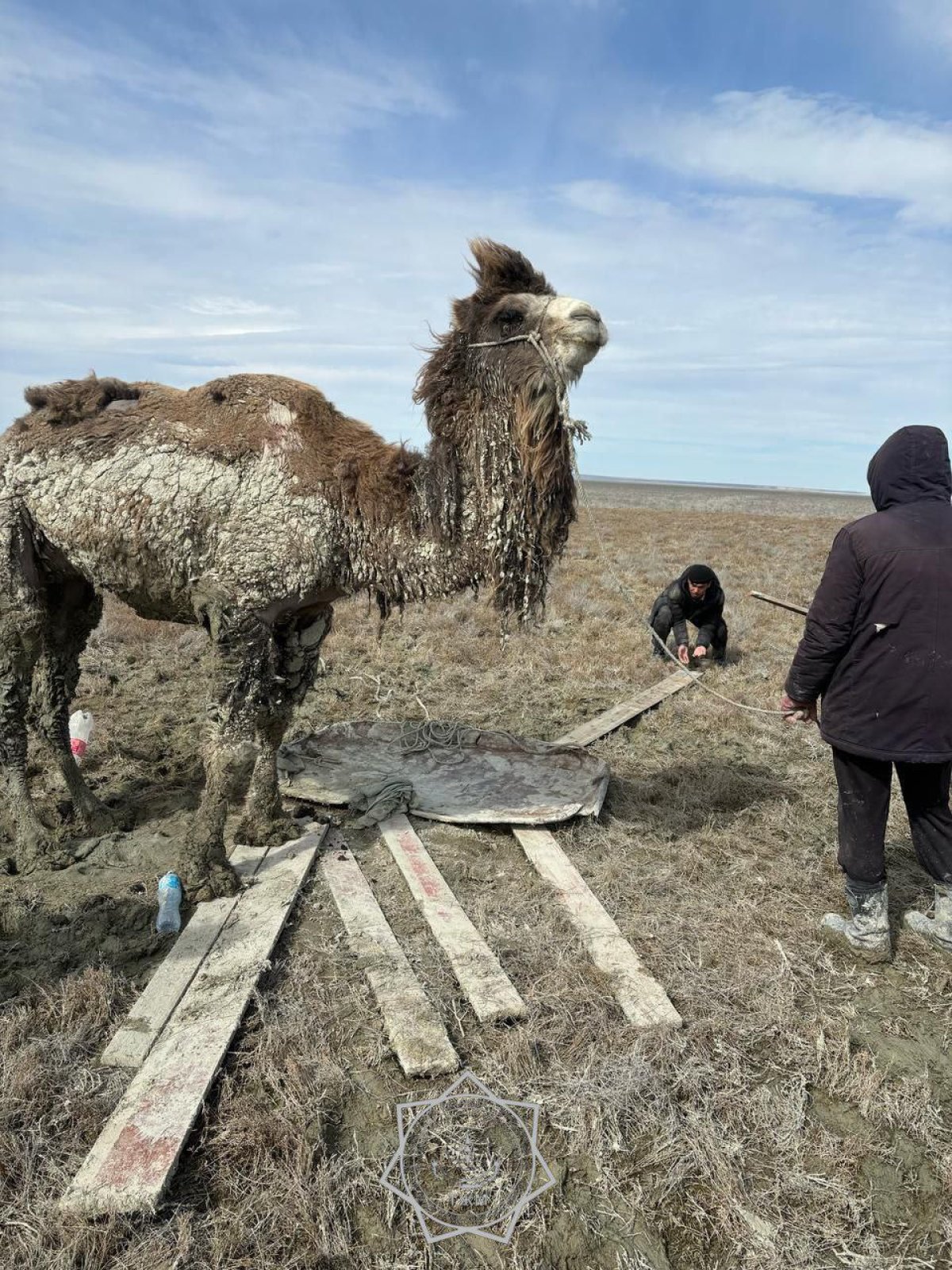 Увязшего в грязи верблюда пришлось выручать спасателям Приаралья