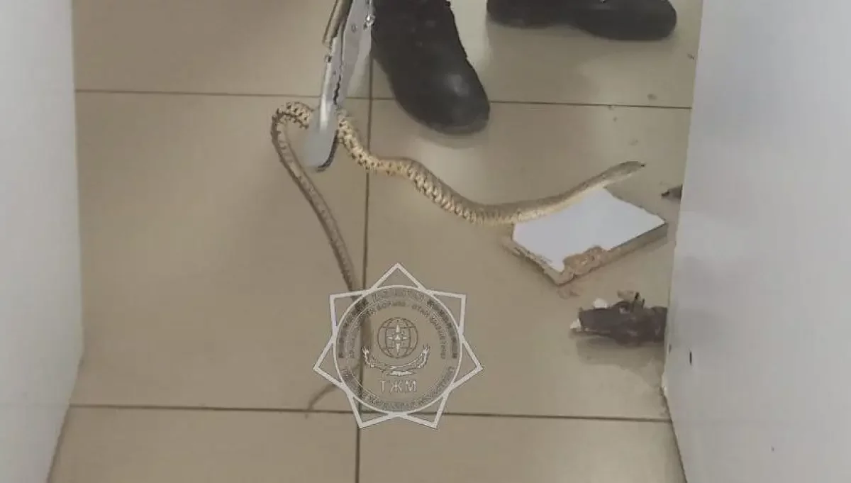 Тараздағы сауда үйлерінің бірінен жылан табылды