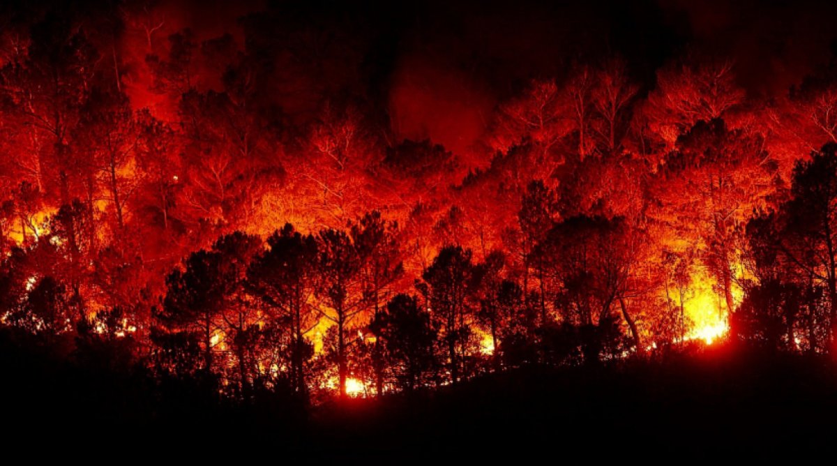 Лесные пожары в Южной Корее: погибло больше 20 человек
