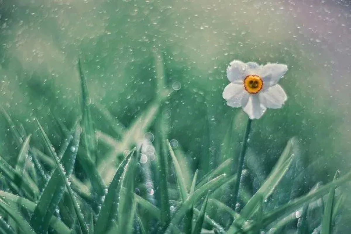 Дожди обрушатся на Алматы и Шымкент в пятницу, 28 марта