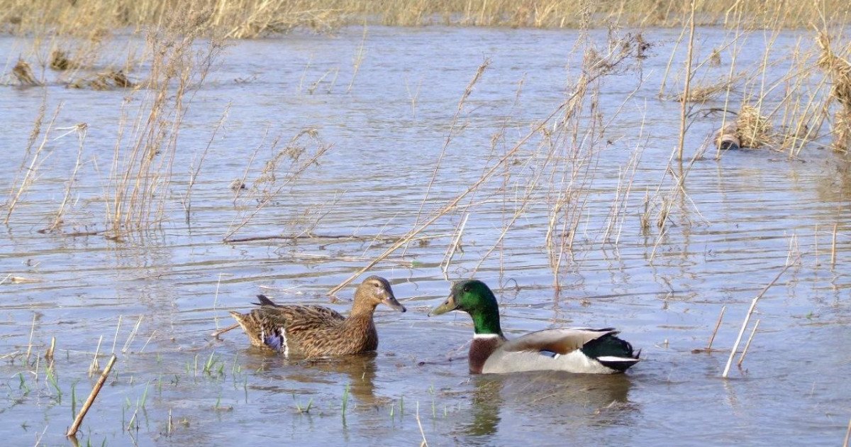 Ертең көктемгі аңшылық маусымы басталады
