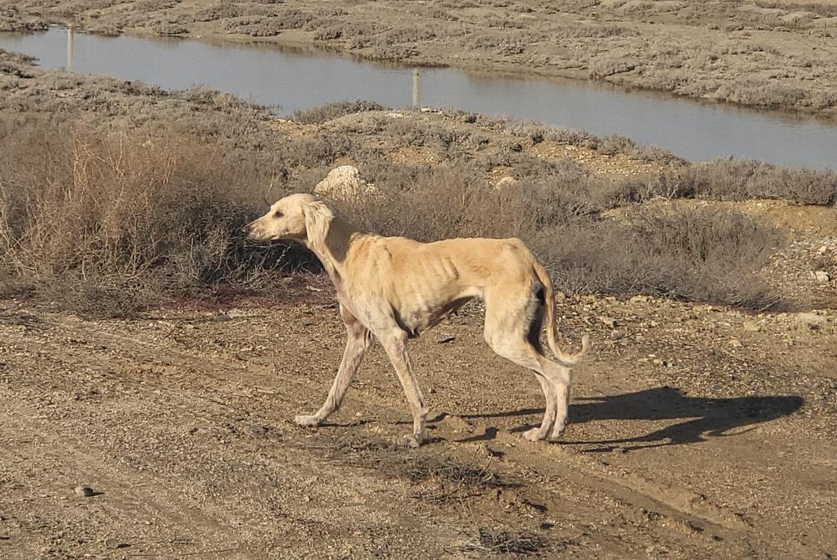 Достояние страны! Бездомную собаку породы тазы просят спасти жители Актау