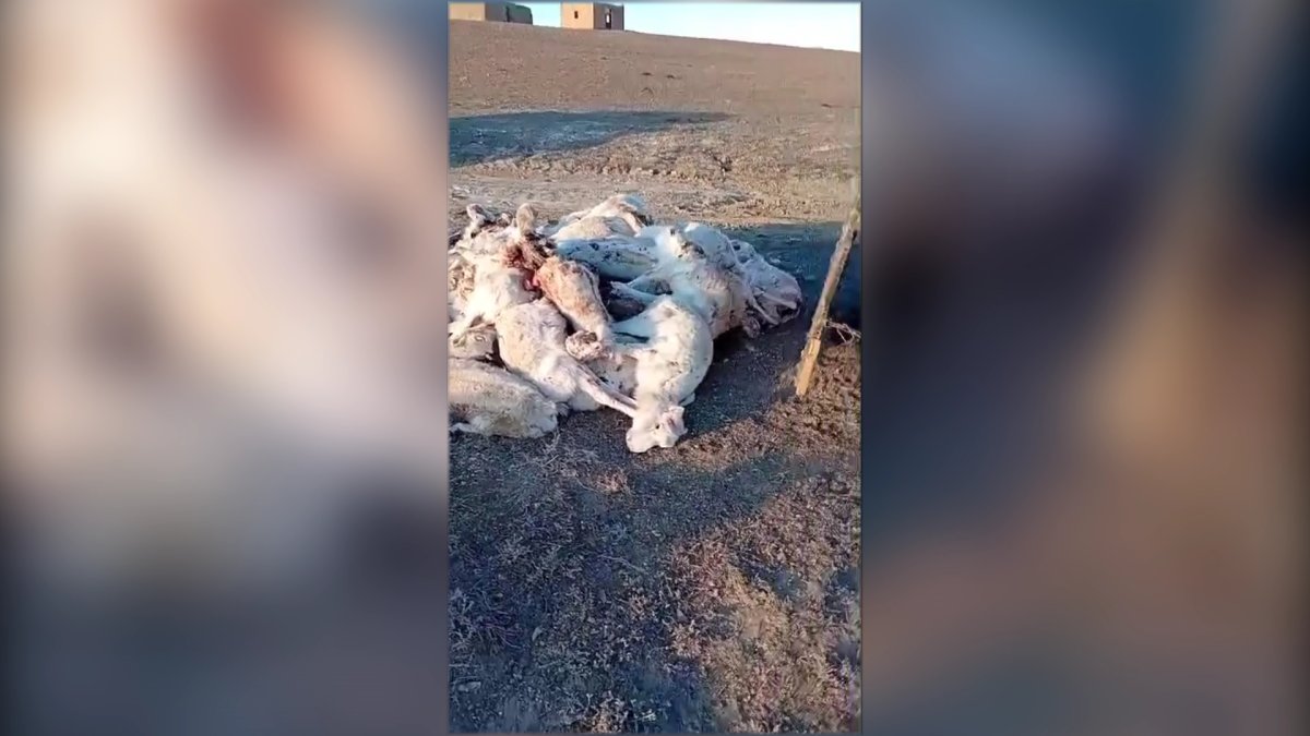 Ұлытауда 3 мыңға жуық киік өлексесі табылды