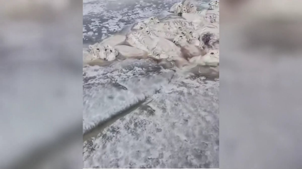 В Карагандинской области и области Ұлытау в степи найдено более 3000 голов погибшей сайги