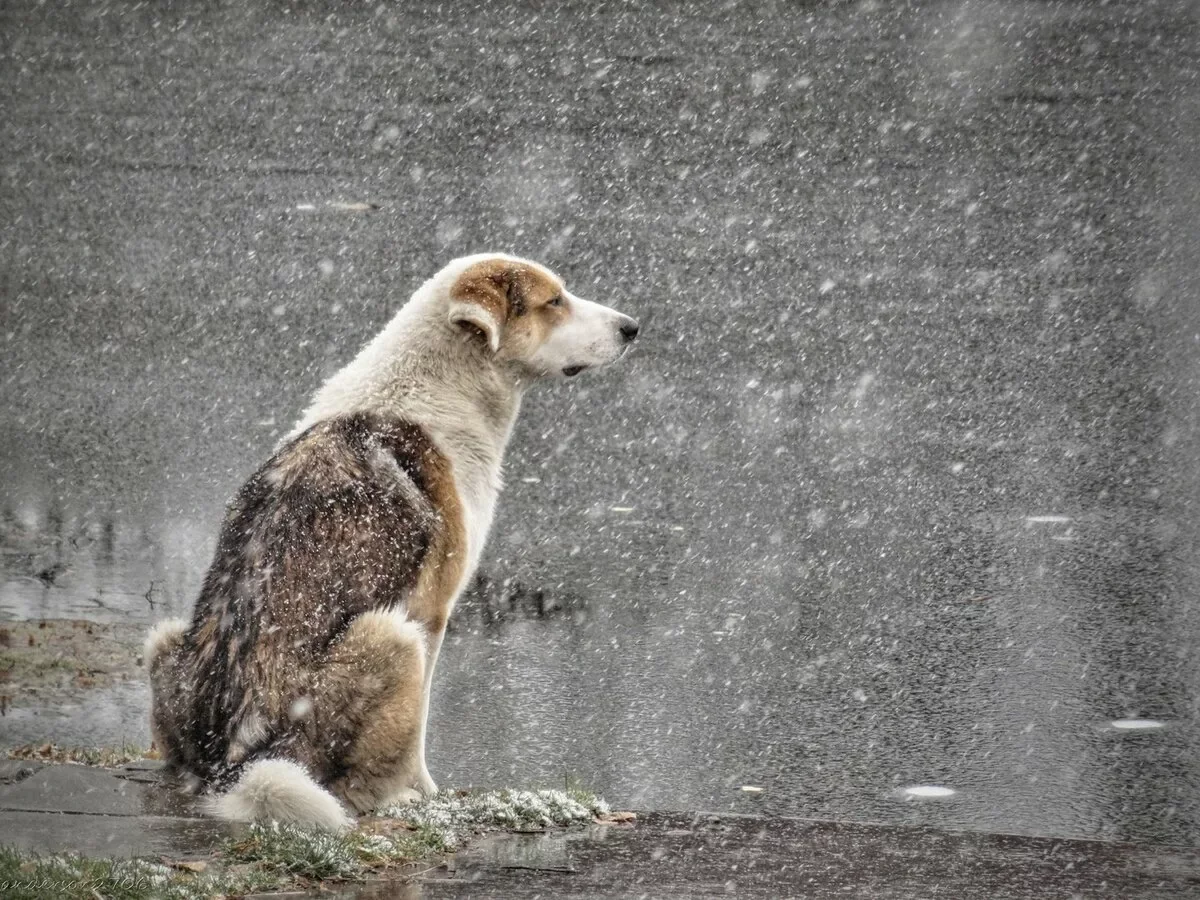 В Астане снег, в Шымкенте и Алматы дождь: погода в мегаполисах 3 марта