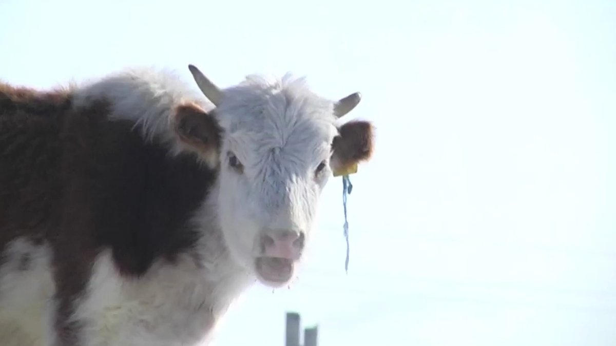 Ақтөбе облысында ірі қарадан «қарасан» жұқпалы ауруы табылды