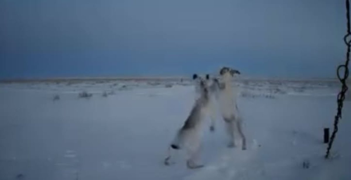 Заячий «бокс» попал на видео в Костанайской области