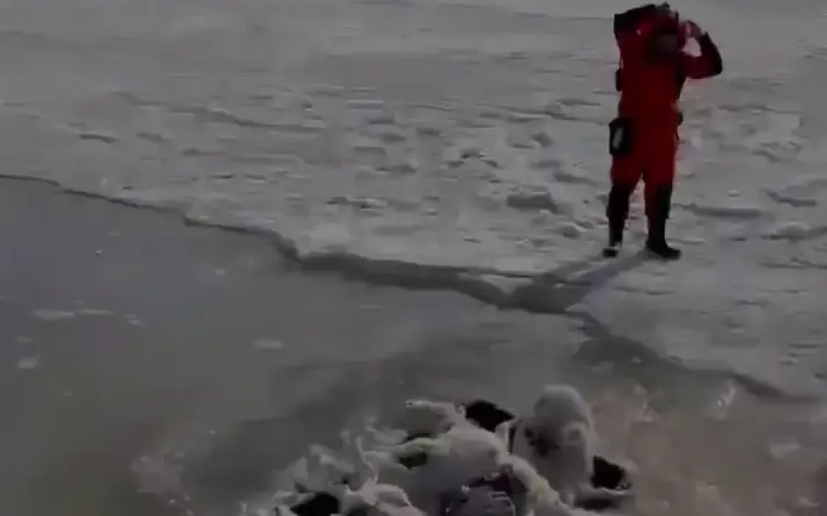 Кеңгір су қоймасының маңынан 70 шақты киіктің өлексесі жиналды