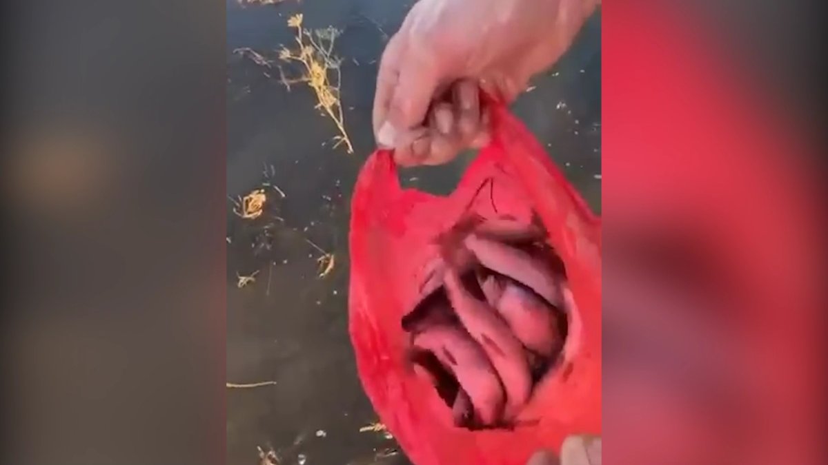 СҚО-да қымбат балық көлден шығып қалды