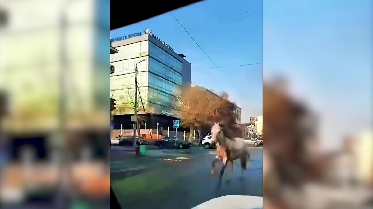 Бесхозная лошадь переполошила жителей Семея