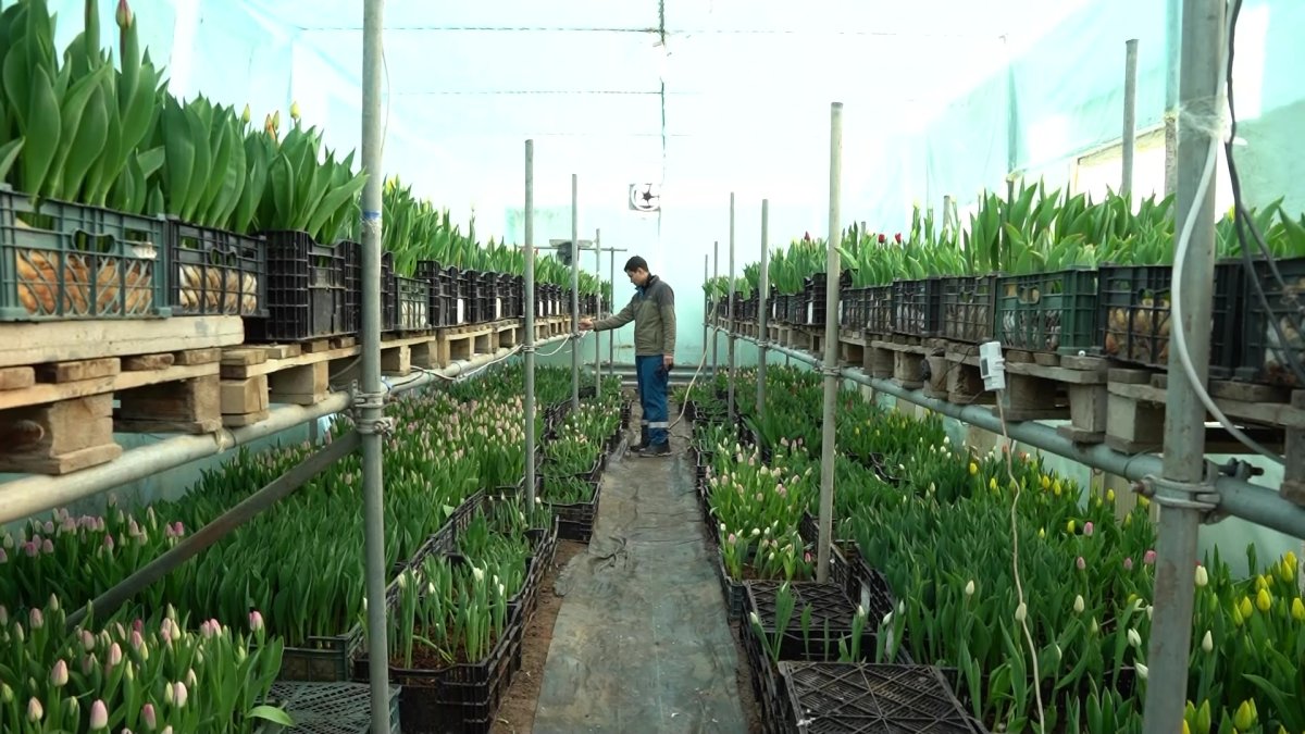 Атыраулық ерлі-зайыпты  арулар мерекесі қарсаңында 30 мыңға жуық қызғалдақ  өсірді