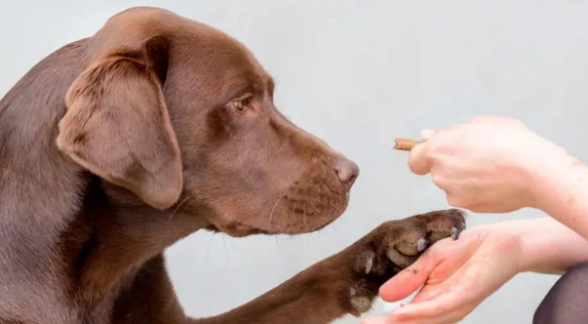 Чем люди похожи на лабрадоров? У нас общий ген переедания