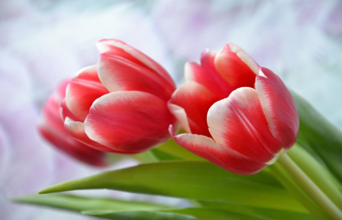 Праздничный гороскоп: кого ждут неожиданные сюрпризы, а кого - умопомрачительные приключения 8 Марта?