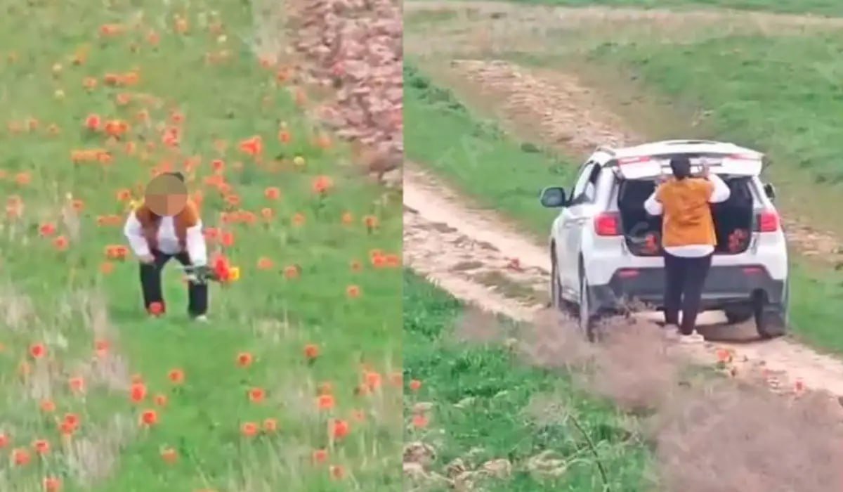 "Закон есть закон", - в Генпрокуратуре прокомментировали многомиллионный штраф за срыв тюльпанов