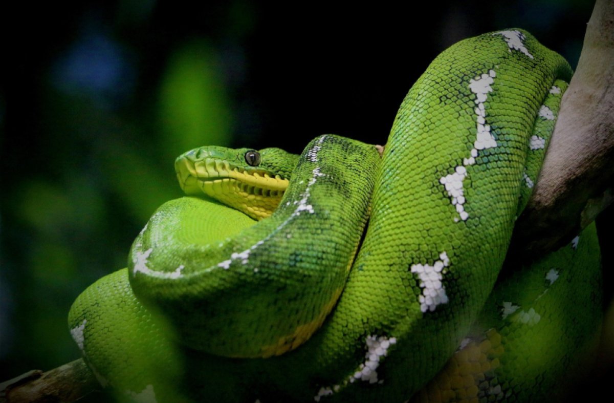Сотрудник зоопарка погиб от укуса змеи