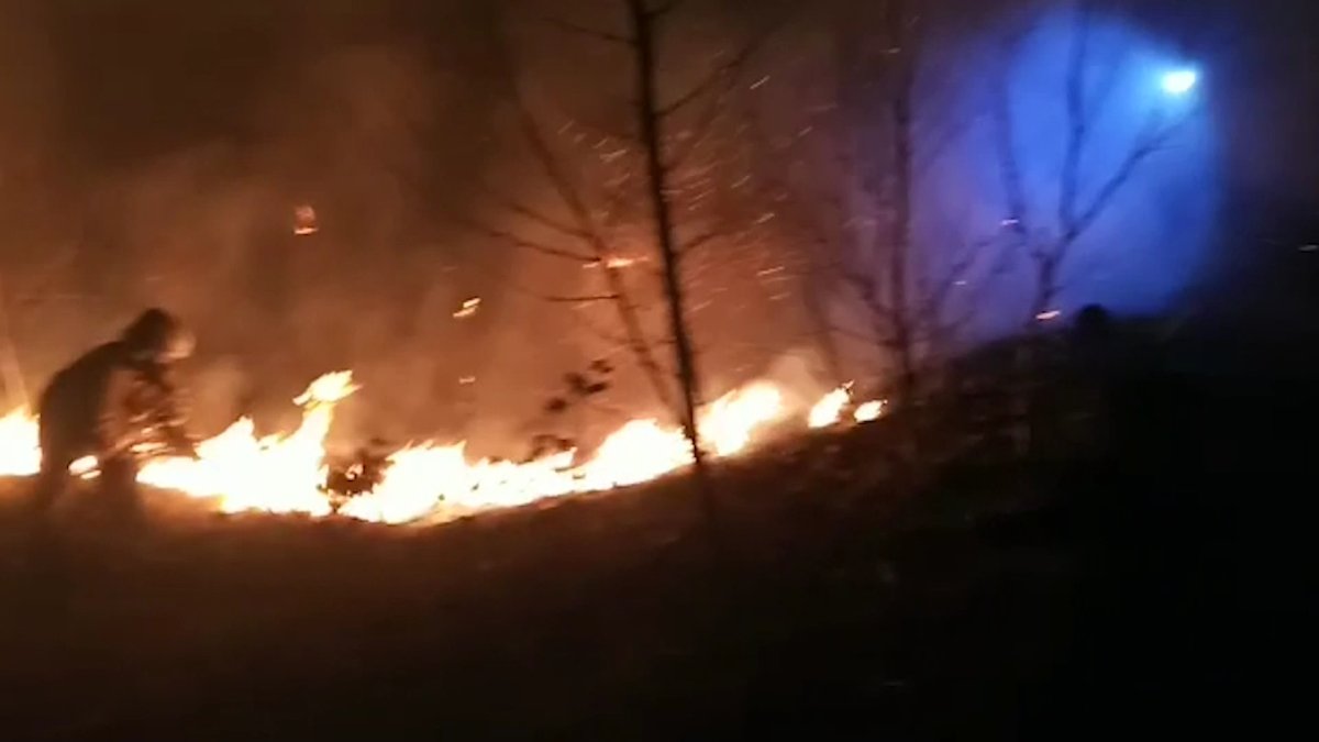 Елімізде орман қоры азайып барады