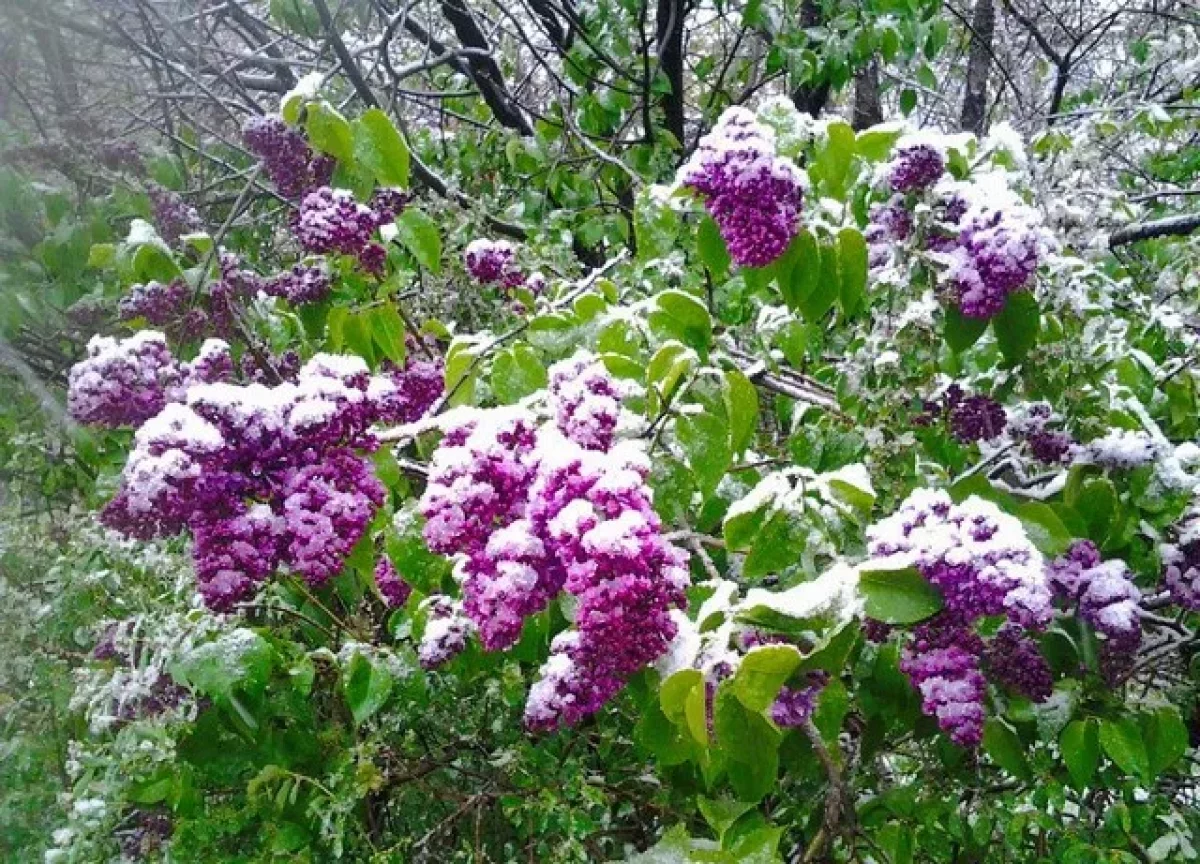Заморозки и дожди с градом: какой будет погода на этой неделе
