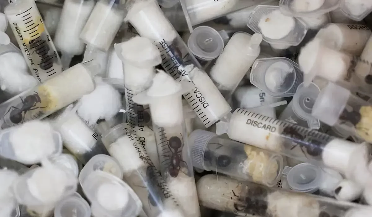 4 млн теңгелік тірі құмырсқаны сатпақ болғандар ұсталды: олар Кенияда қамауда отыр