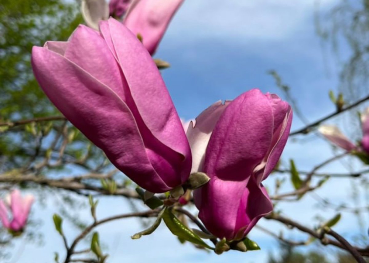 В Алматы зацвела магнолия и груша «Шантеклер»
