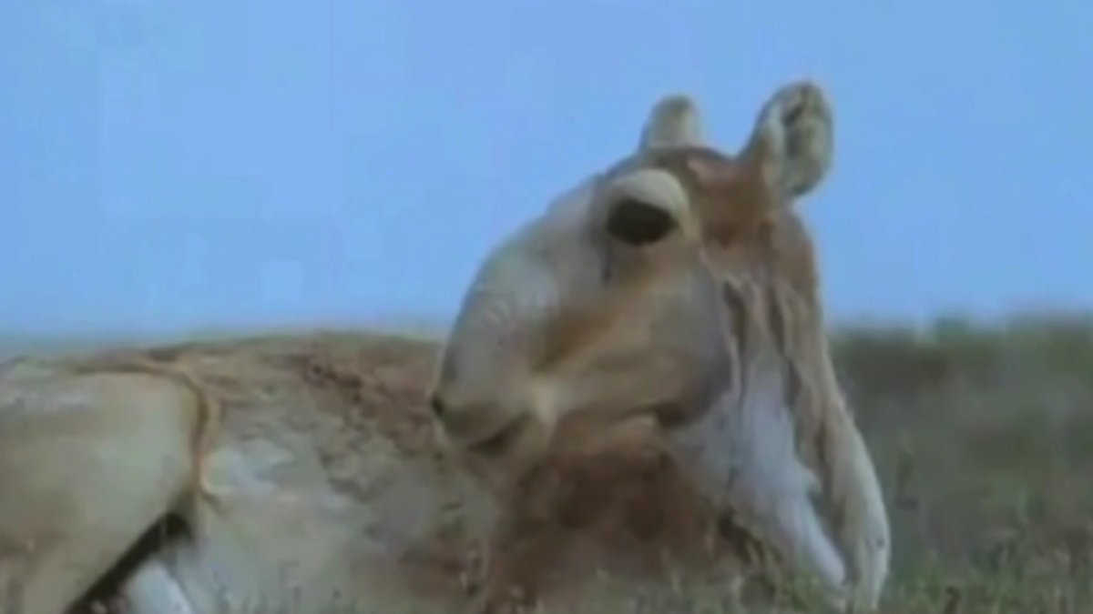 «Не боится ни дронов, ни мотоциклов». Костанайские аграрии опасаются очередного роста численности сайгаков