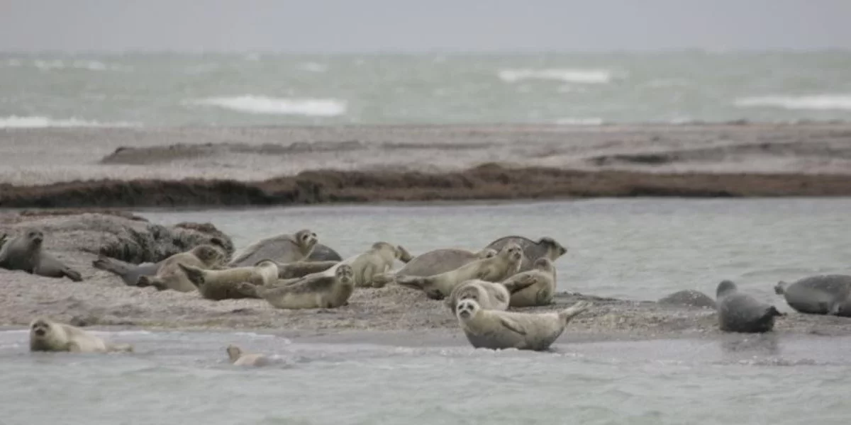 "Итбалықтар мен жағалаудағы қауымдастыққа қауіп төніп тұр": Ғалымдар Каспий теңізінің тартылатынын айтып дабыл қақты