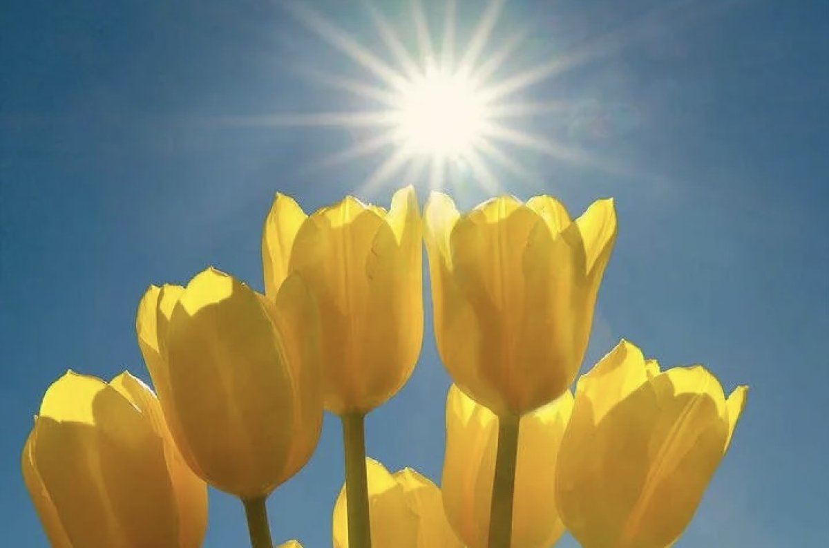 Без дождичка в четверг: погоду без осадков прогнозируют в мегаполисах 3 апреля