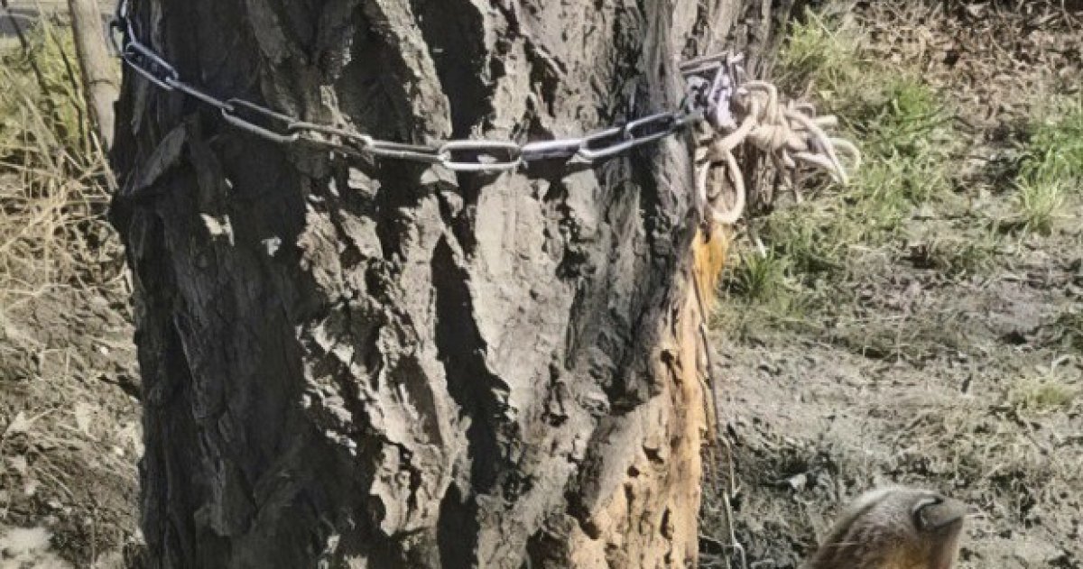 Личность живодёра, повесившего собаку на цепи, установила полиция Семея