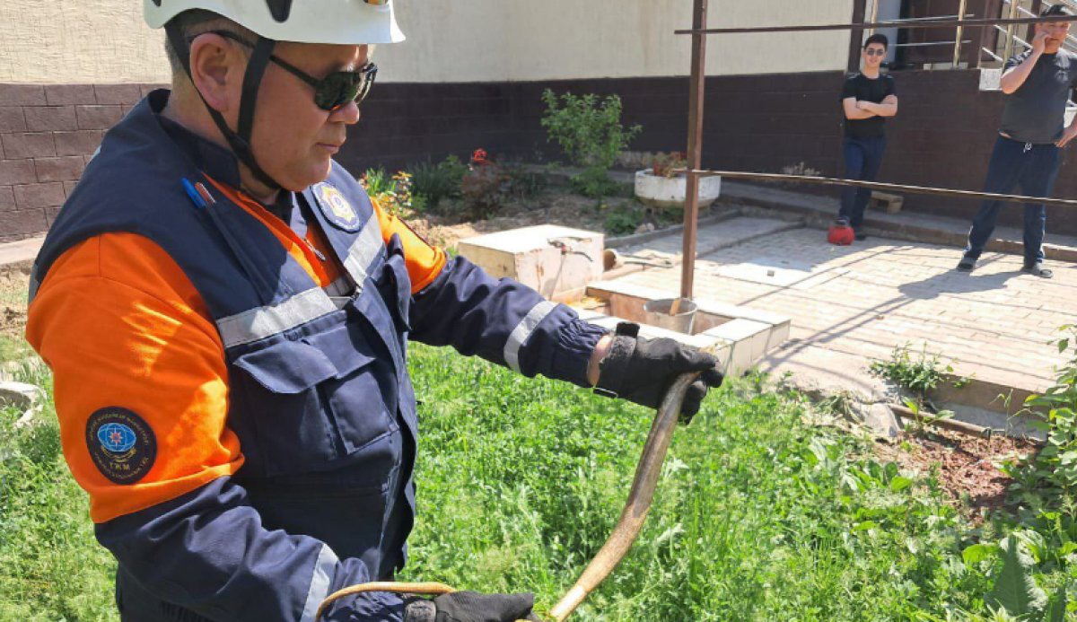 Рептилия заползла во двор жительницы Шымкента