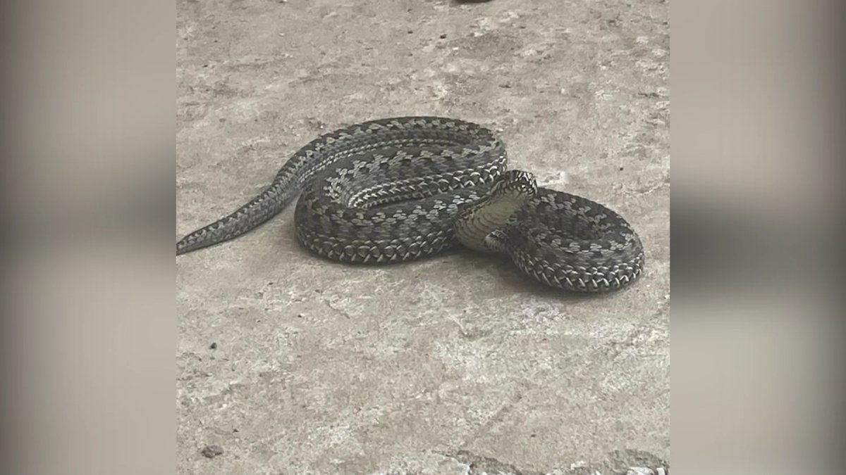 Ақтөбенің мөлтек ауданын жылан жайлады