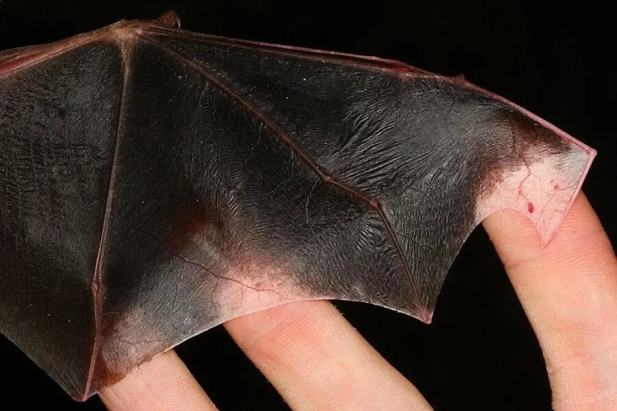 В схватку с «бетменом» пришлось вступить кызылординским спасателям