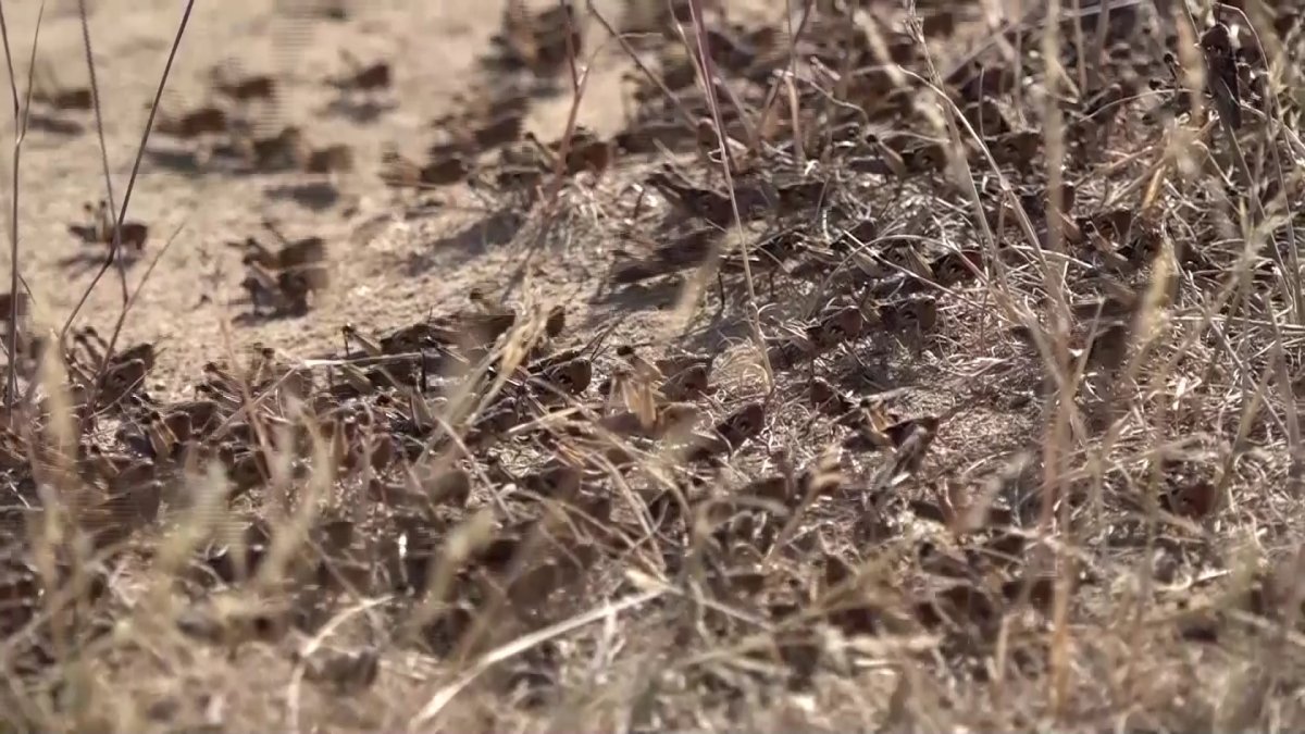 Түркістан облысында марокко шегірткелері қаптап кетті