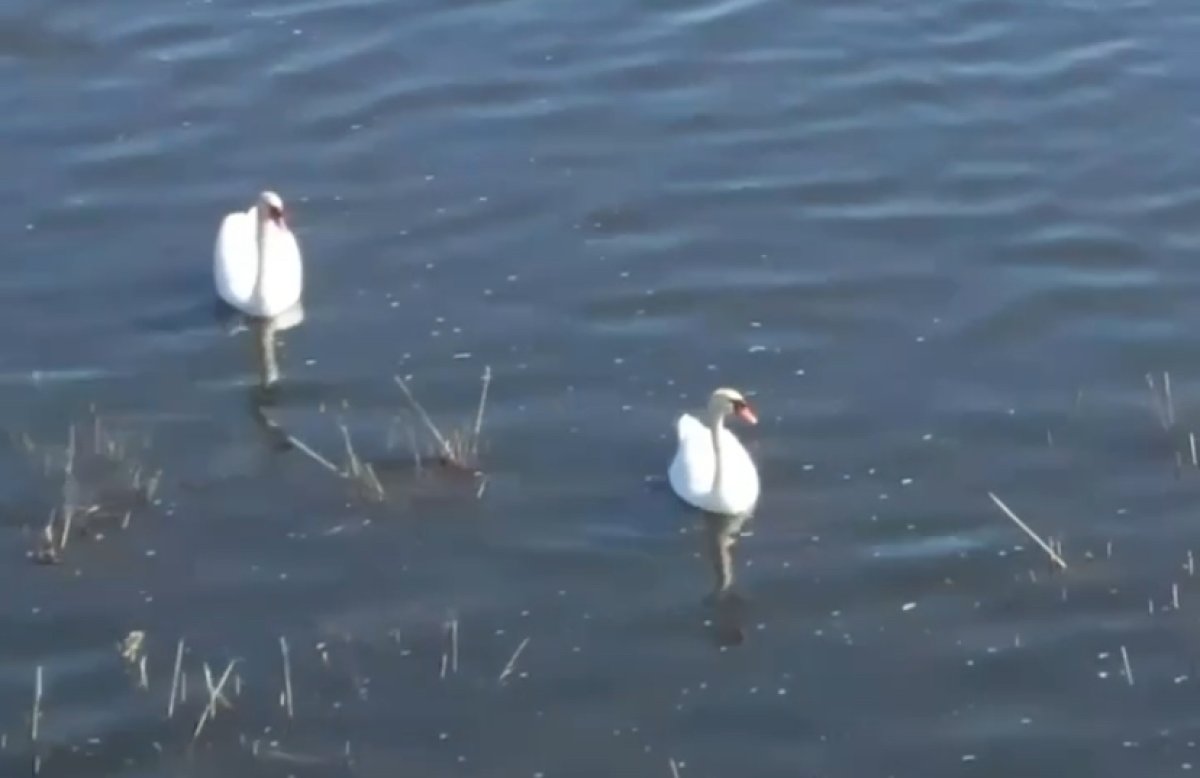 Лебеди прилетели на поля испарения АНПЗ