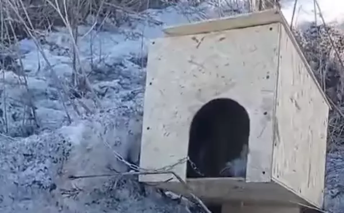 “Асқан қатыгездікпен жасалған“. ШҚО-да күшікті қорлағандардың әрекеті видеоға түсіп қалды