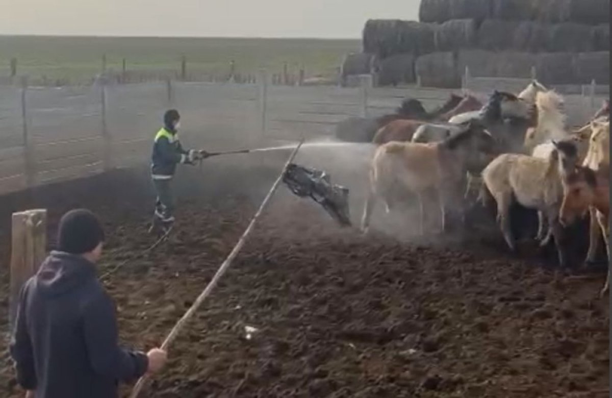 Атырау облысында кененің көбеюі мен киіктің қырылуын арнайы комиссия тексереді