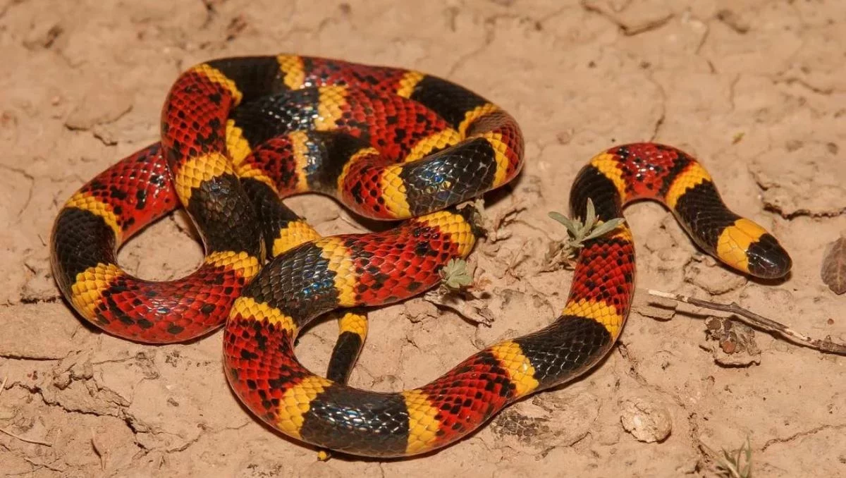 Балабақша күзетшісі өзіне шабуыл жасаған жыланға қарсы тұрып, оны тістеп өлтірген