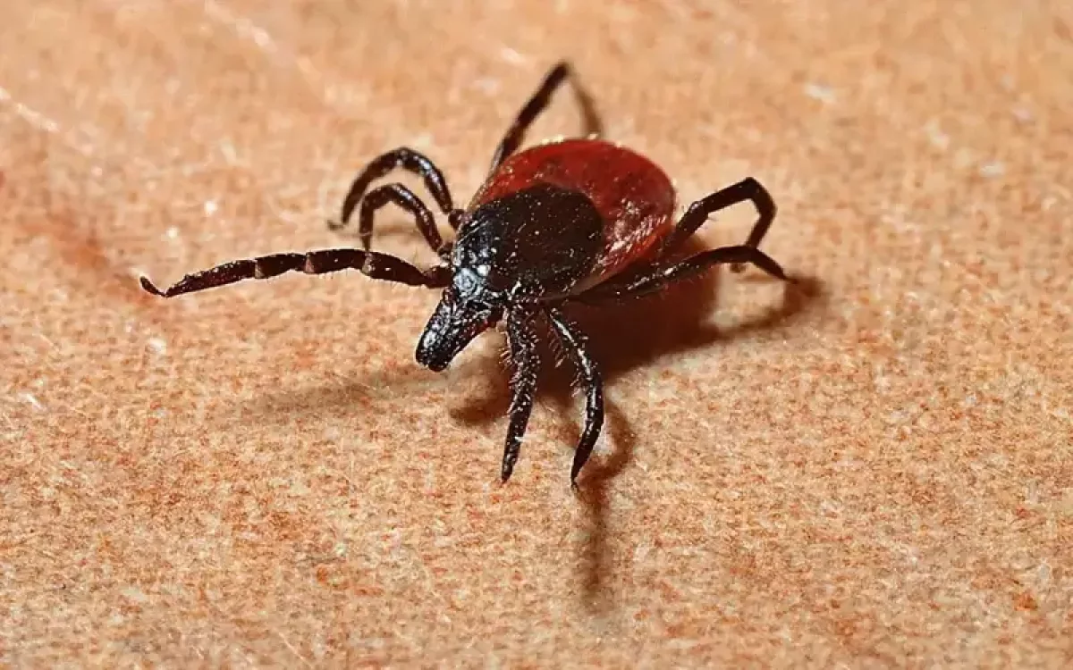 ШҚО-да 7 адамды кене шақты