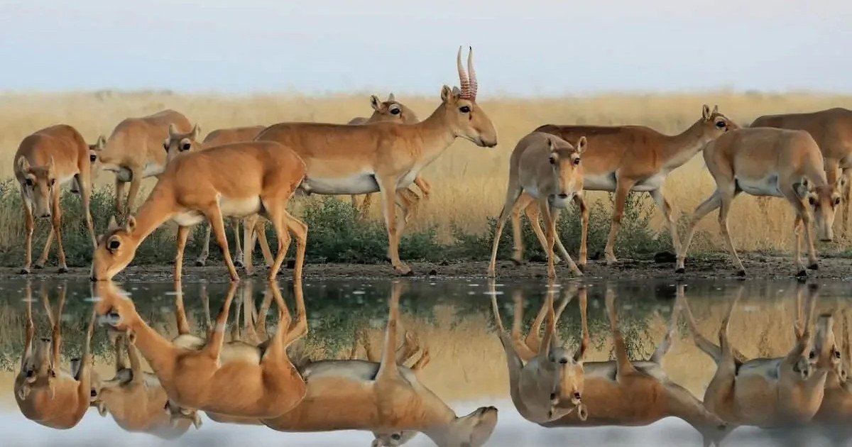 Биыл Ұлытау облысында 14 мыңға жуық киік өлексесі табылды