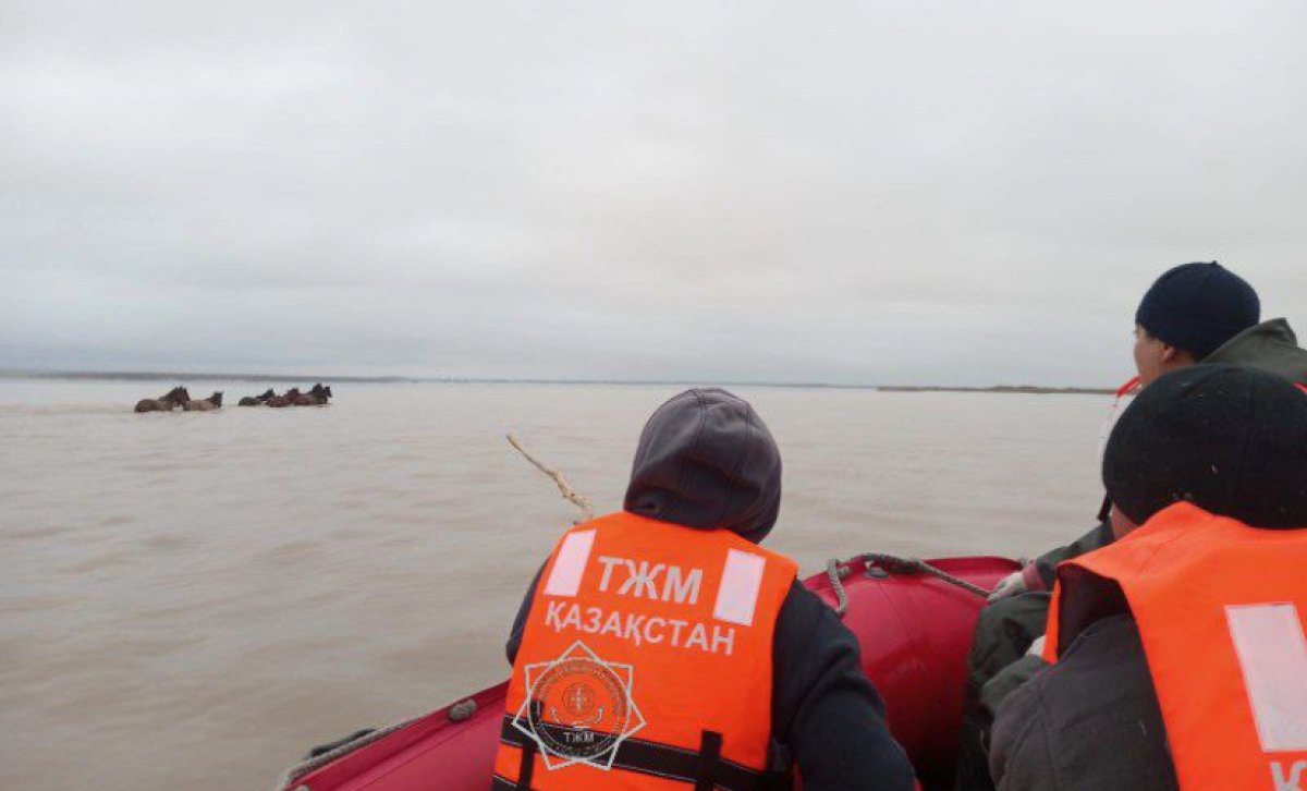 Лошадей унесло паводковыми водами в Акмолинской области