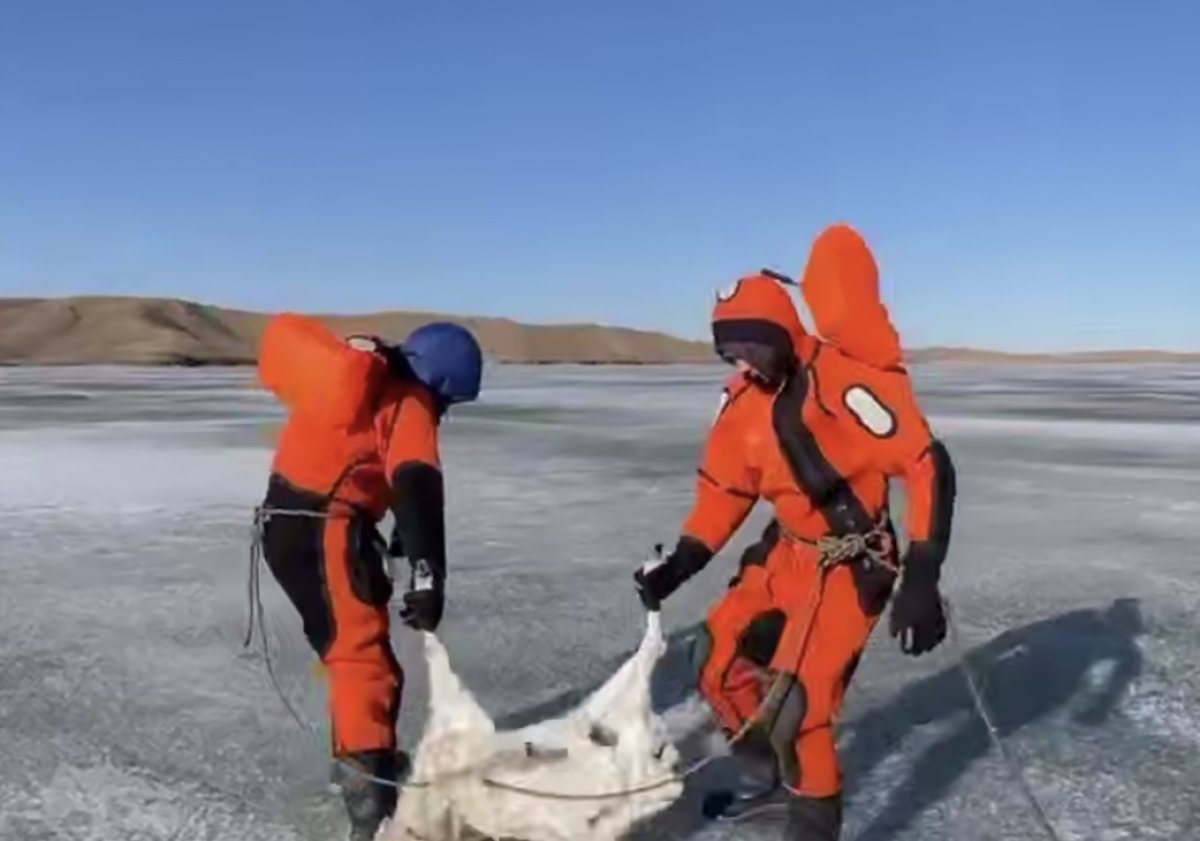Прокуратура сделала заявление в связи с гибелью 14 тысяч сайгаков в Ұлытау