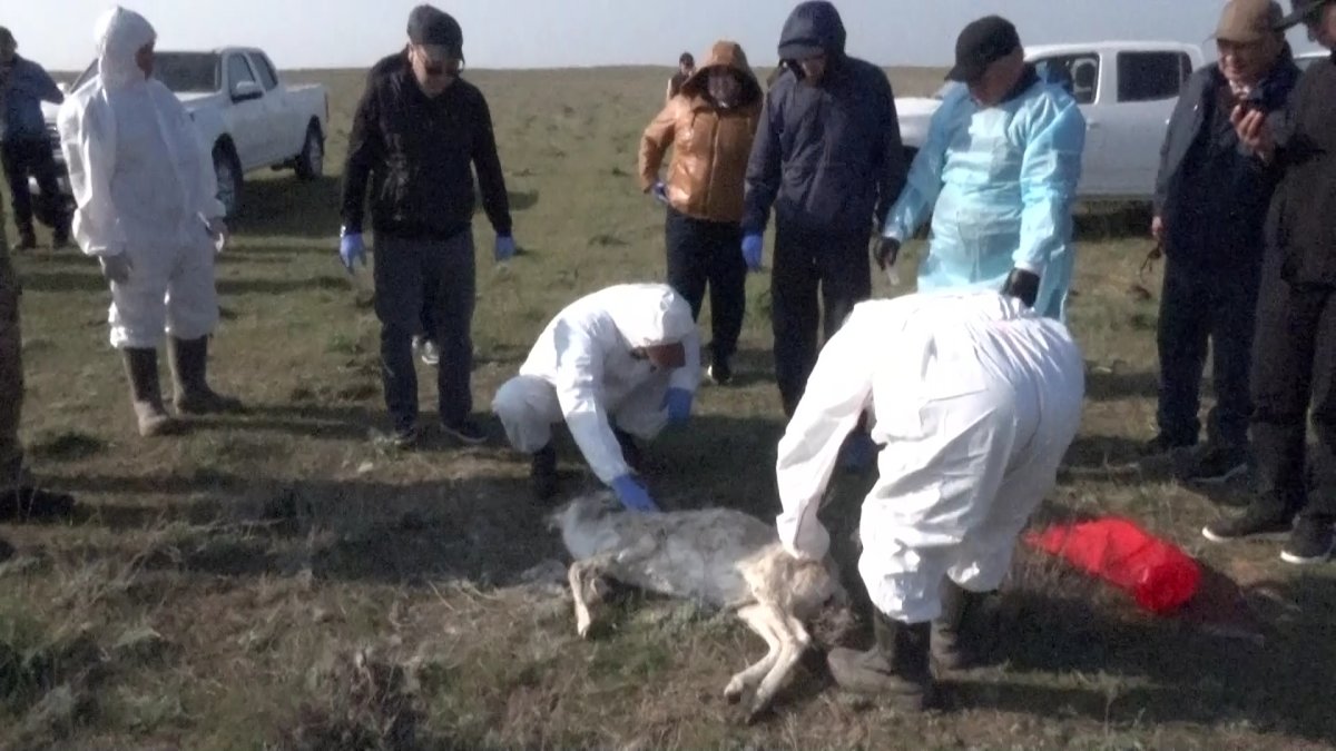 Атырау облысында кене жайлап барады